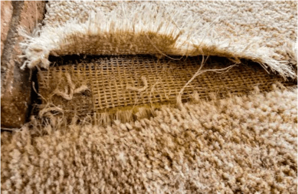 Carpet Rips Carpet Rips